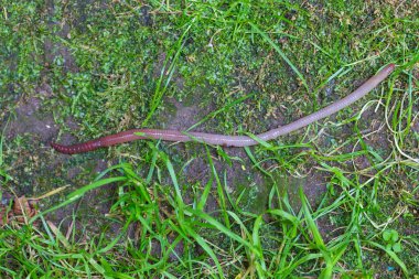 Doğada faydalı bir yer solucanı 