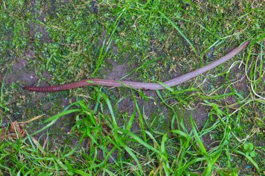 Doğada faydalı bir yer solucanı 