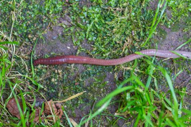 Doğada faydalı bir yer solucanı 