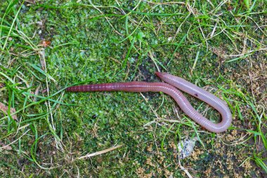 Doğada faydalı bir yer solucanı 