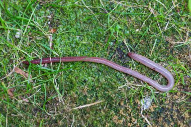 Doğada faydalı bir yer solucanı 