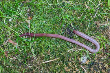 Doğada faydalı bir yer solucanı 