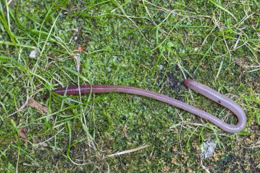 Doğada faydalı bir yer solucanı 