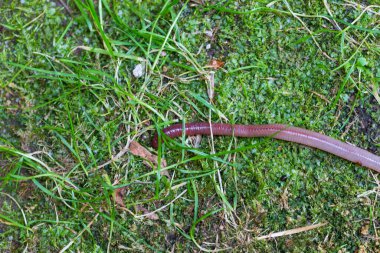 Doğada faydalı bir yer solucanı 