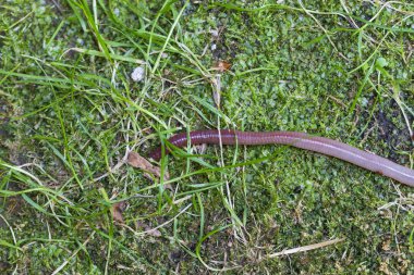 Doğada faydalı bir yer solucanı 