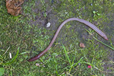 Doğada faydalı bir yer solucanı 