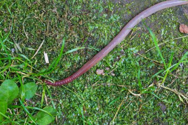 Doğada faydalı bir yer solucanı 