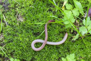 Doğada faydalı bir yer solucanı 