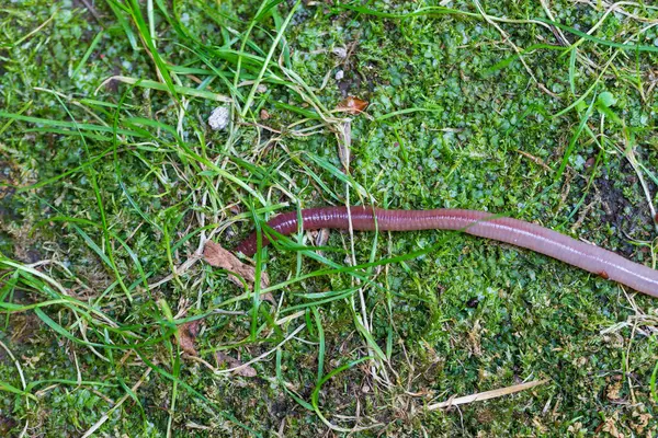 Doğada faydalı bir yer solucanı 