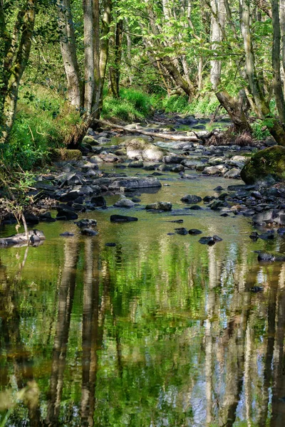 Voda Potoka Oak Beck Odráží Zelenou Trávu Listy Stromů Slunečného — Stock fotografie
