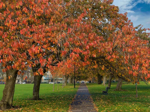 Stezka Lemovaná Třešněmi Pokrytá Oranžovými Červenými Podzimními Listy Žlutými Listy — Stock fotografie