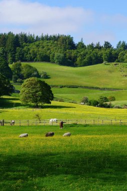 Nidderdale, Kuzey Yorkshire, İngiltere 'de sarı düğün çiçeği tarlalarında otlayan koyun ve atların bu çarpıcı sahnesiyle doğanın sükunetini ve güzelliğini hissedin..