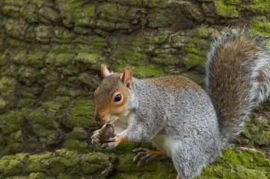 Yosun kabuğuyla bir ağaca tünemiş canlı gri bir sincap pençelerinde büyük bir meşe palamudunu sıkıca tutuyor..
