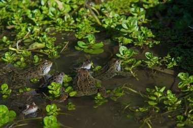 Gelişen yeşil bitkilerin arasında yakalanan bir grup kurbağa, kurbağalar doğal ortamlarında huzur içinde dinleniyorlar..