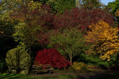 Valley Gardens 'ın Japon Bahçesi, Harrogate, Yorkshire, İngiltere' deki nefes kesici sonbahar çalıları ve ağaçlarının yanındaki ahşap bank..