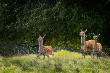Yoğun bir otlağın yanındaki tarlada ürkek bir şekilde koşan üç kızıl geyik Studley Royal, Ripon, Yorkshire, İngiltere 'de yakalandı..