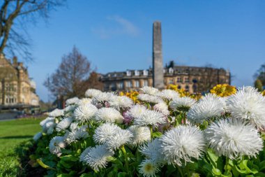 Harrogate, Yorkshire, İngiltere 'de, Cenotaph' ın altındaki şehir bahçesinde beyaz kasımpatılar çiçek açıyor..