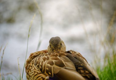 Dişi Mallard ördeği gölet kenarında yuvalanır ve doğal ortamına uyum sağlar..