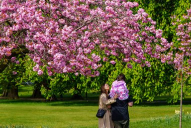Bir çift ve çocuğun pembe çiçeklere, Harrogate, Yorkshire, İngiltere 'ye hayran olması için mükemmel bir öğleden sonra..