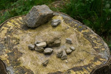 Dokuma ahşap gövde üzerinde çiğ mineral kayaları vahşi doğa ortamında, tepeden tırnağa manzara.