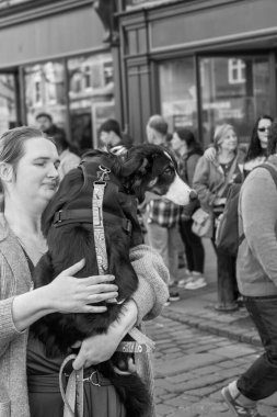 Dişi köpek sahibi genç bir Bernese yavrusunu beşiğinde gezdiriyor. Kent, York, Yorkshire, İngiltere 'de..