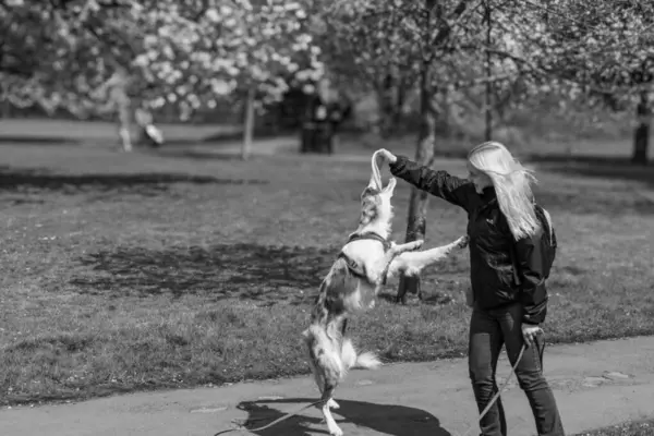 Kadın ve onun atlayan ipek yel köpeği, Harrogate, Yorkshire, İngiltere arasında neşeli bir an.