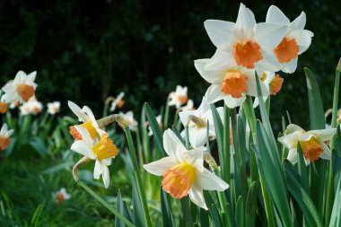 Bereketli bir bahar bahçesinde turuncu merkezli beyaz nergisler. Sahnenin doğal sabah ışığı, zengin yeşil yapraklar..