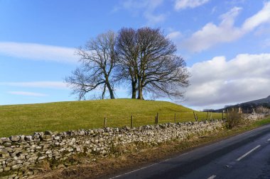 Kuru taş çitleri ve Hawes, Yorkshire Dales, İngiltere 'de sakin bir yol kenarı olan bir arazide çıplak meşe ağaçları..
