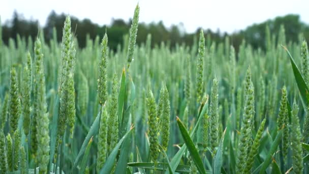 Green Wheat Field Light Rain — Stock Video