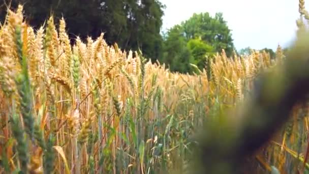 Moves Slowly Wheat Ears — Stock Video