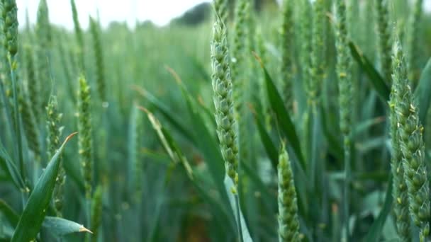 Green Wheat Field Light Rain — Stock Video