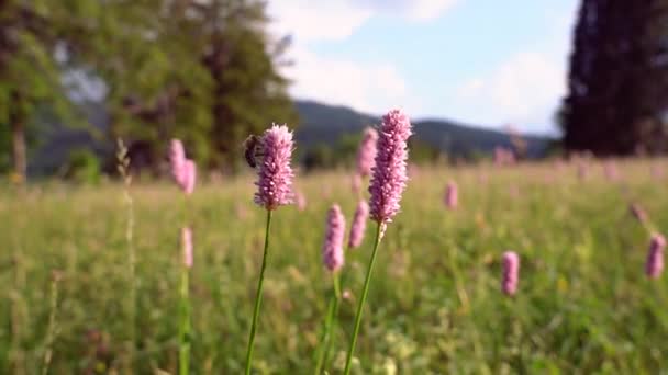 Bee Collects Pollen Mountains Bee Flower Bee Slow Motion — Vídeo de Stock