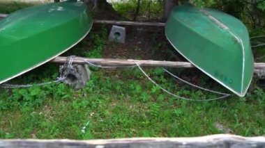 two overturned boats lie on the grass