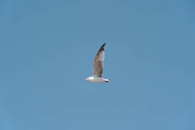 A lone seagull flies against a blue sky without clouds.Photo Formats