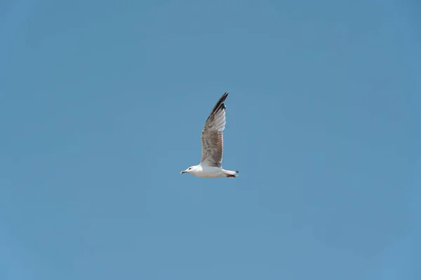 A lone seagull flies against a blue sky without clouds.Photo Formats