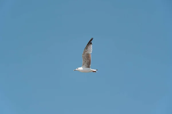 A lone seagull flies against a blue sky without clouds.Photo Formats