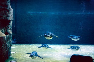 Penguins in the pool at the Dresden, Germany Zoo
