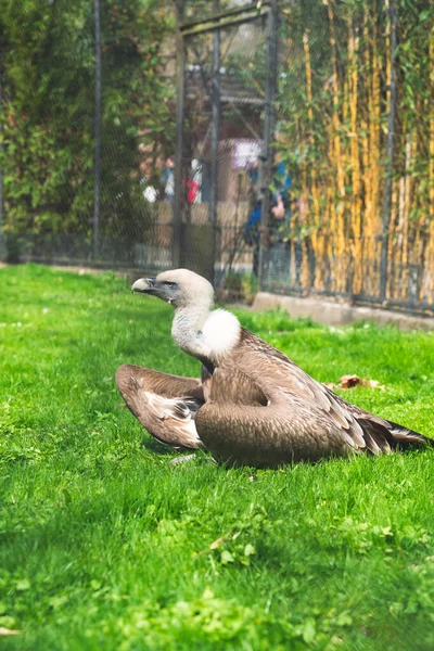 Akbaba Dresden Hayvanat Bahçesinde