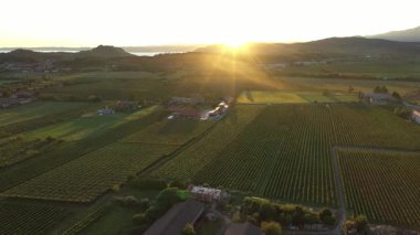 Garda Gölü yakınlarında gün batımında İtalyan üzüm bağları