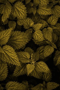 Siyah ve Koyu Sarı Arkaplan Duvar Kağıdı