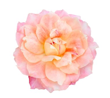 İzole edilmiş beyaz arkaplanda pembe güller.