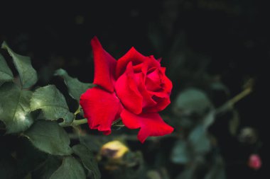 A clear red rose in the garden on a blurry background.	