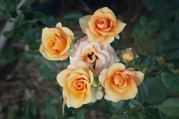 A clear orange rose in the garden on a blurry background.