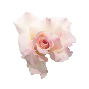 Kesme arkaplanda pembe bir gül açar.