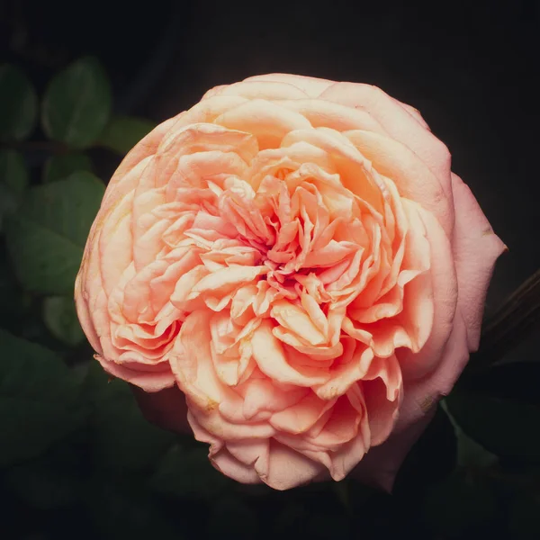 Clear Old Rose Color Flower Blossom Garden Blurry Background — Fotografia de Stock