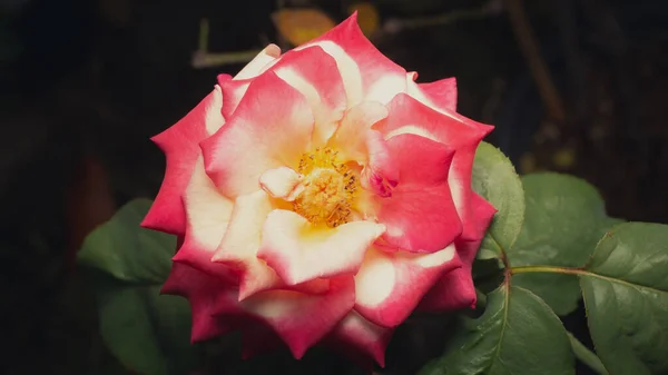Rózsaszín Rózsa Virágzik Kertben Homályos Háttérrel — Stock Fotó