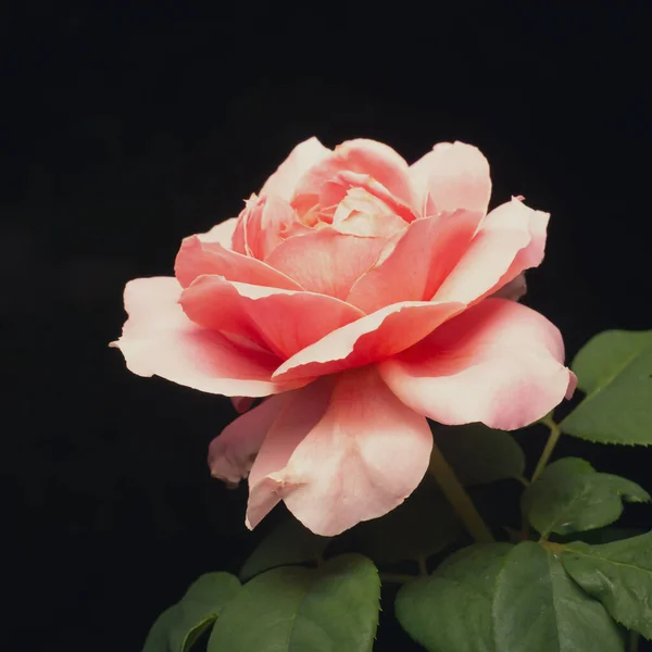 Uma Rosa Rosa Flor Floresce Jardim Fundo Embaçado — Fotografia de Stock