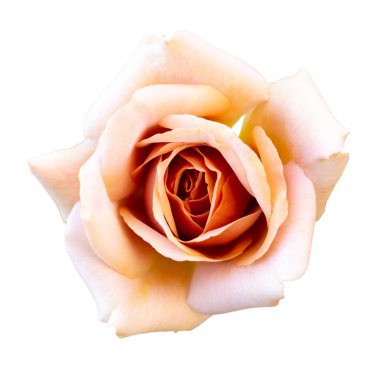 Bir portakal gülü taze çiçeğinin yakın plan resmi. İzole edilmiş beyaz bir arkaplanda, kırpma yolu ya da kesitli. Aşk etkinliklerinde dekorasyon, Sevgililer Günü festivali ve romantik düğün kartı için kullanılıyor..