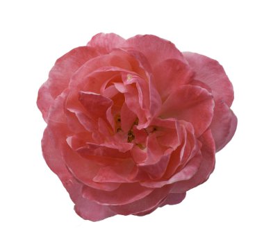 Pembe bir çiçeğe yakın çekim. Taze çiçek. İzole edilmiş beyaz bir arka planda, kırpma yolu ya da kesilmiş bir çiçek.