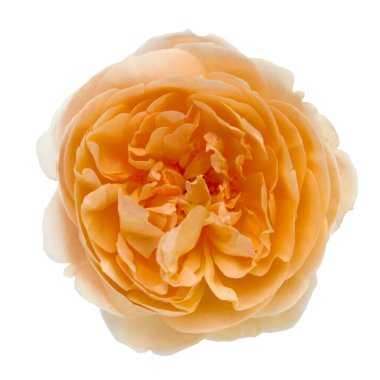 Portakallı, narin renkli bir gülü yakından çek. İzole edilmiş arka planda taze çiçek..